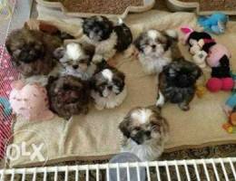 Newly born shih tzu puppies of high qualit...