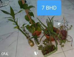 7 BHD Beautiful plants,mony plant,aloe ver...