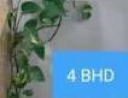 6 BHD Beutiful mony plants