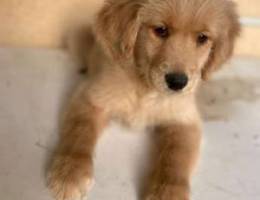 female golden retriever