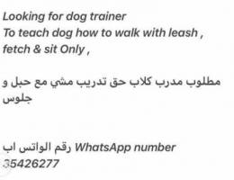 wanted dog trainer for leash Ù…Ø¯Ø±Ø¨ ÙƒÙ„Ø§Ø¨