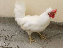 Chicken for sale