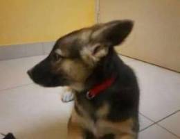 GSD Cross puppy for adoption