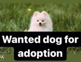 Wanted dog for adoption