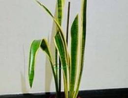 2 Beautiful Indoor Plants for Sale