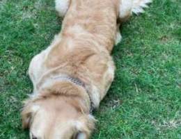 Dof for sale Pure Golden Retriver