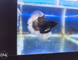 Betta male for sale