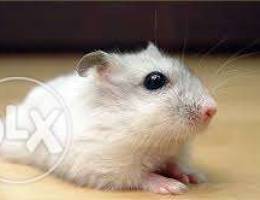 Cute Hamster