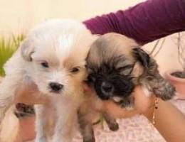 Shih tzu for sale