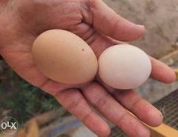 15 Brahma eggs for sale