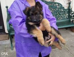 German Shepherd Male