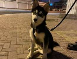 husky for sale