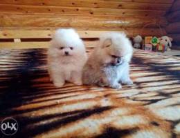 Pomeranian Male & Female