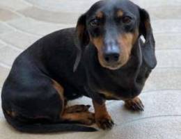 Dachshund for adoption