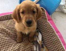 golden retriever puppy