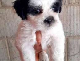 Beautiful male shihtzu