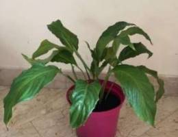 Peace lily plants