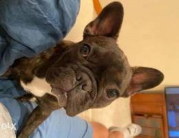 French bulldog for sale