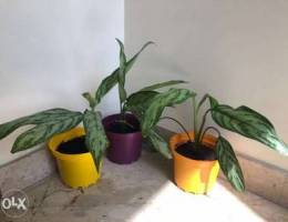 Juliette (aglaonema) plant