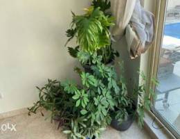 House plants for sale