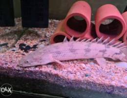 Bichir 12"