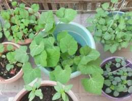 Veg saplings