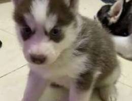 Husky dog