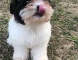 Shih Tzu puppies for sale