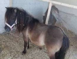 half pony for sale