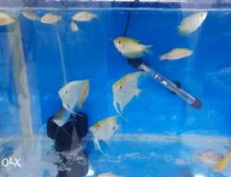 Tropical fishes in very low price