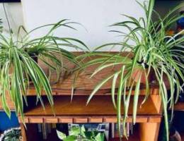 Spider plants for sale; 3BD each