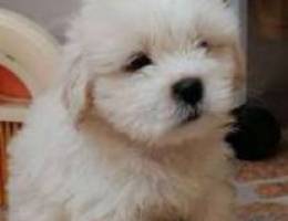 For sale shih tzua mini pure