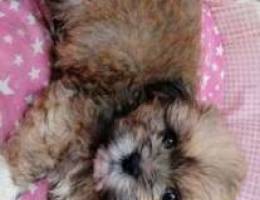 For Sale Shih tzua Mini Dog pure