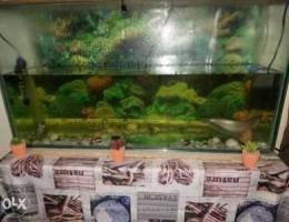 Fish Tank for Sale