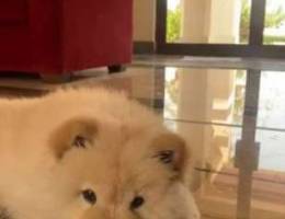 chow chow for sale