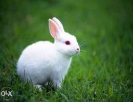 Rabbits for sale