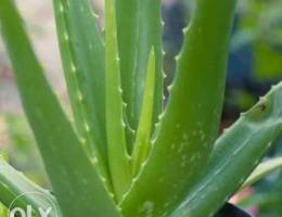 Aloe vera plants for sale