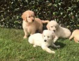 9 Golden Retriever Puppies available