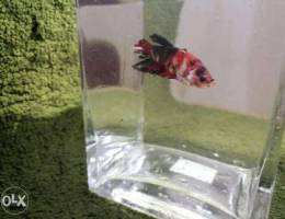 Betta Male & Female For Sale