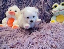 Maltese pups available.check what's app nu...