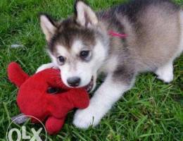 Siberian husky puppies available.Check wha...