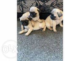 Pug puppies available.check what's app num...