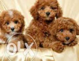 Poodle puppies Available.my what's app num...