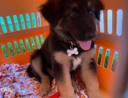 german shepherd