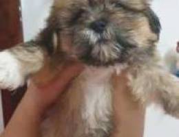 For Sale Dog Mini shih tzua Pure