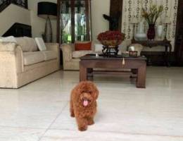 Toy poodle for say