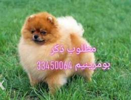 Ù…Ø·Ù„ÙˆØ¨ Ø°ÙƒØ± Ø¨ÙˆÙ…Ø±ÙŠÙ†Ù… looking for pomeranian