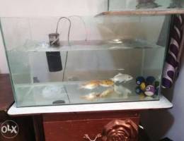 Fish aquarium with accessories & fishes