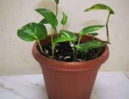 Money plant with pot