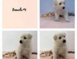 High Quality Pure Swiss Shepherd puppies f...